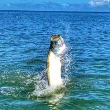 Baby Tarpon Fly Fishing In The Florida Keys - Florida Keys Fly Fishing