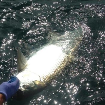 Florida Keys fly fishing guide lands big tarpon