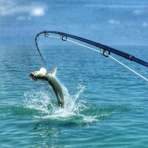 tarpon on fly in the Marquesas Keys