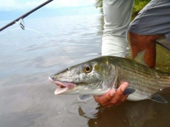 Fly fishing for bonefish on the flats of the Lower Keys