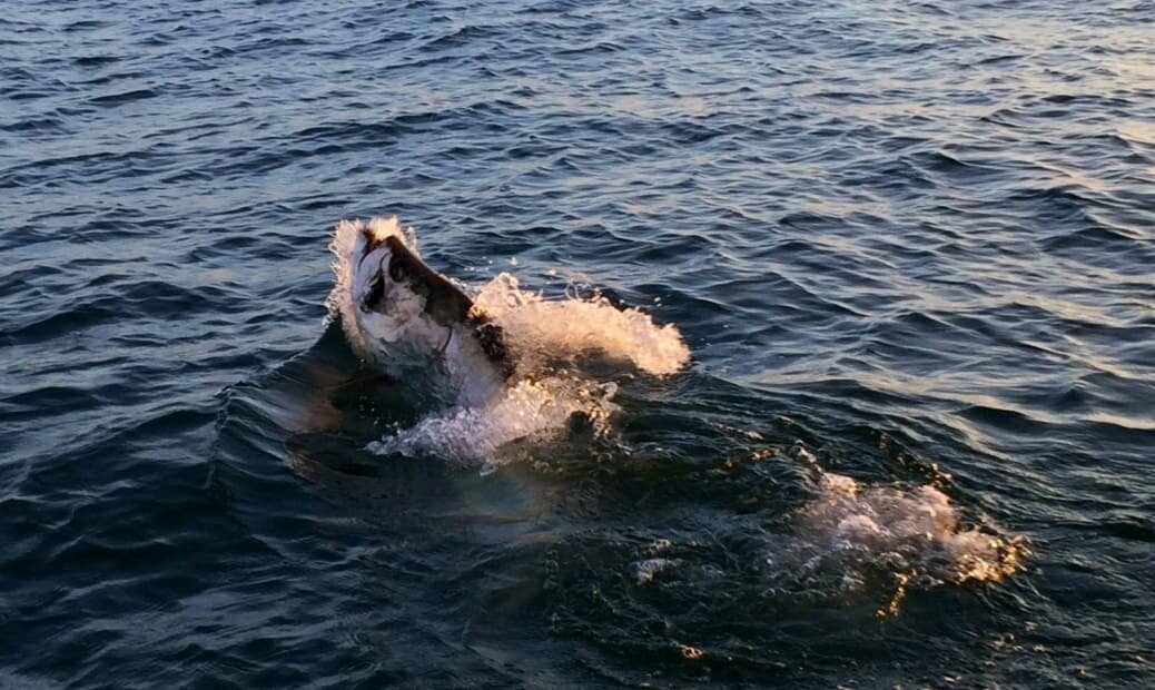 Florida Keys fly fishing report tarpon jumping out of the water